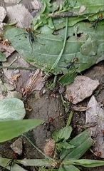 Eciton burchellii
