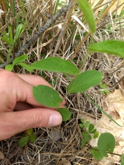 Calystegia spithamaea