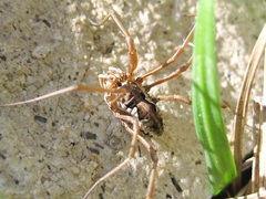 Phalangium punctipes