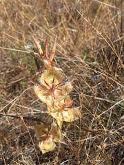 Calochortus tiburonensis