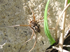 Phalangium punctipes