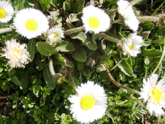 Bellis sylvestris