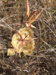 Calochortus tiburonensis