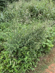 Achyropsis leptostachya