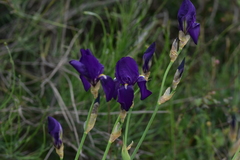 Iris pallida illyrica