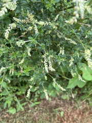 Achyropsis leptostachya