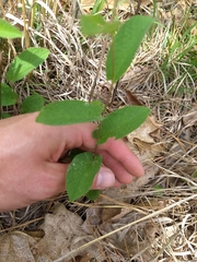 Calystegia spithamaea