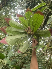 Columnea medicinalis