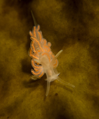 Phyllodesmium