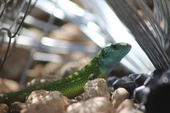 Lacerta