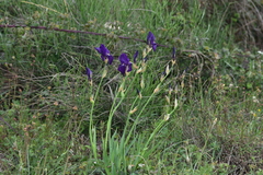 Iris pallida illyrica