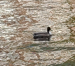 Anas platyrhynchos domesticus
