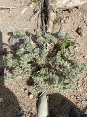 Cryptantha crassisepala