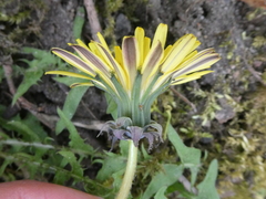 Taraxacum lacistophyllum