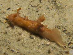 Plocamopherus imperialis