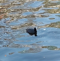 Fulica atra
