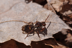 Nomada gracilis