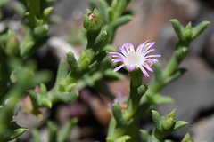 Ruschia recurva