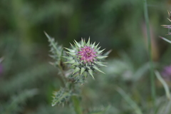 Carduus nutans micropterus