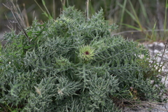 Carduus nutans micropterus