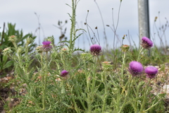 Carduus nutans micropterus