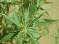 Agriophyllum pungens