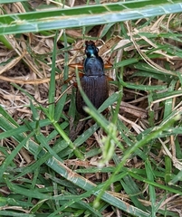 Chlaenius erythropus