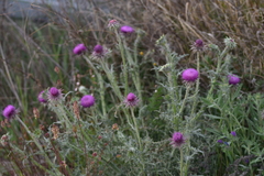 Carduus nutans micropterus