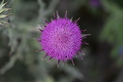 Carduus nutans micropterus