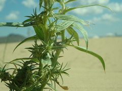 Agriophyllum pungens