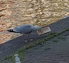 Larus argentatus