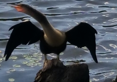 Anhinga anhinga