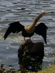 Anhinga anhinga