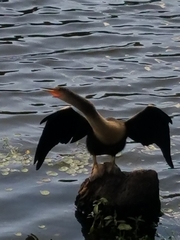 Anhinga anhinga