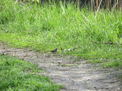 Phylloscopus collybita