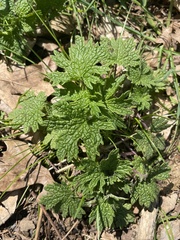 Hydrastis canadensis