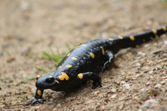 Salamandra