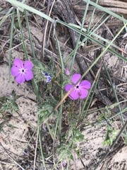 Phlox glabriflora