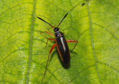 Garganus albidivittis