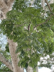 Enterolobium contortisiliquum