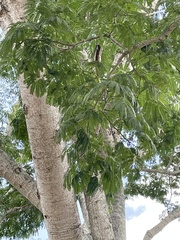 Enterolobium contortisiliquum