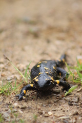 Salamandra