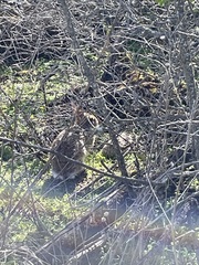 Sylvilagus floridanus