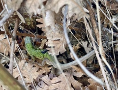 Lacerta viridis