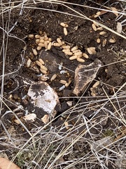 Camponotus festinatus