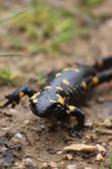 Salamandra