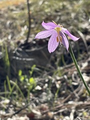 Olsynium douglasii