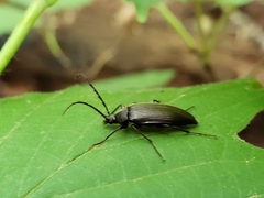 Capnochroa fuliginosa