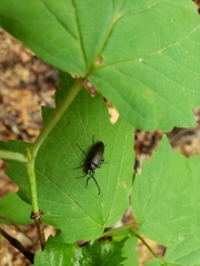 Capnochroa fuliginosa