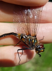 Somatochlora kennedyi